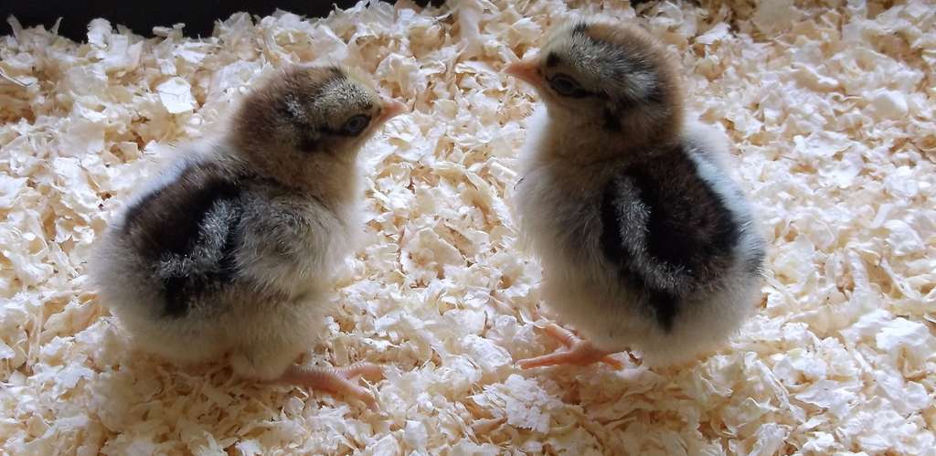 These two chicks are Silve laced Barnevelder bantams