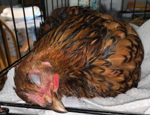A dying chicken made comfortable in a dog crate