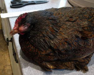 A dying chicken
