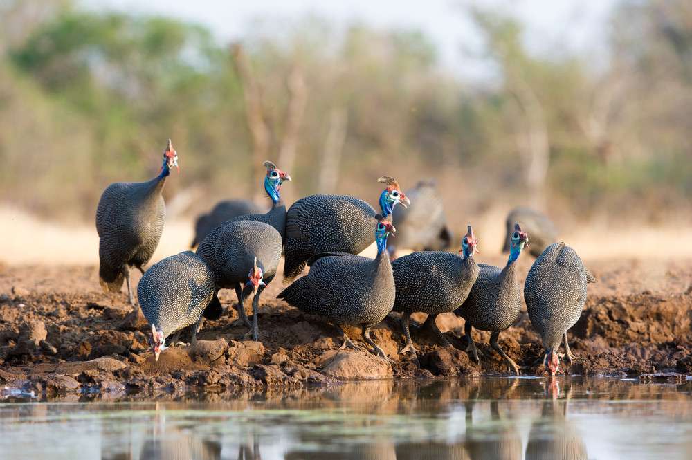 Guinea fowl at a watering hole