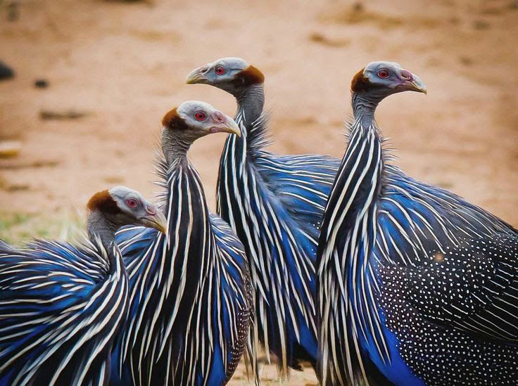 Types Of Guinea Fowl Cluckin