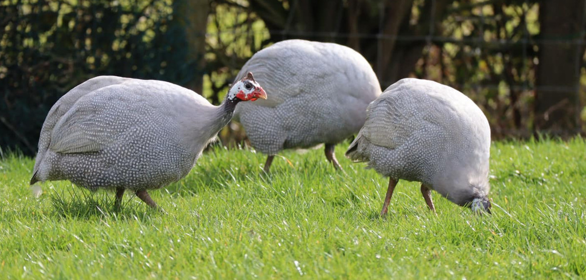 Guinea fowl, Ground-dwelling, Foraging, Pest Control