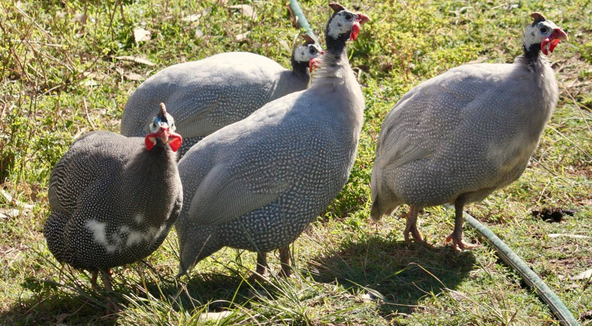 Where can you find guinea fowl to buy and how much will they cost you.