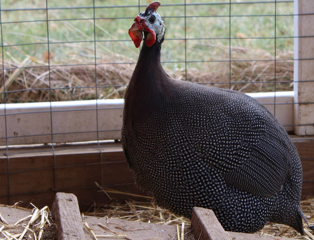 What equipment do you need to keep Guinea fowl