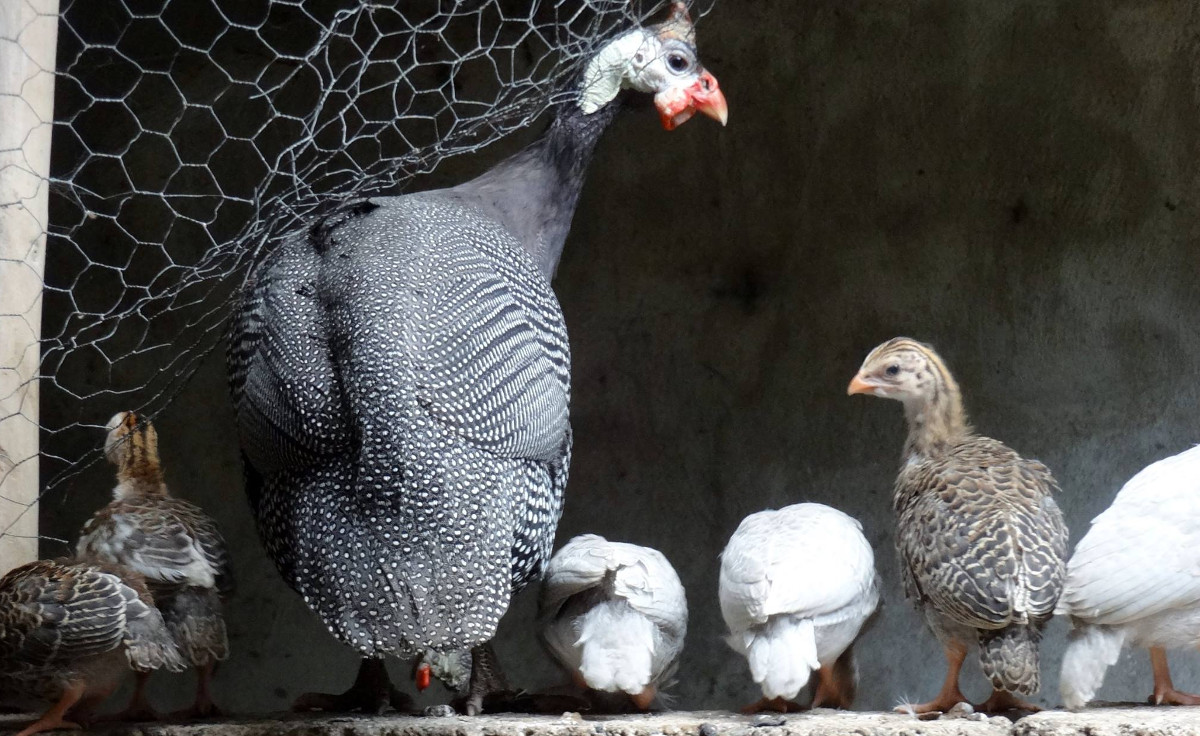 Guinea fowl can be trained to some extent and can become tame eventually.
