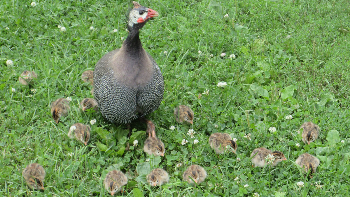 There are good reasons to keep guineas and just as many reasons not to keep them