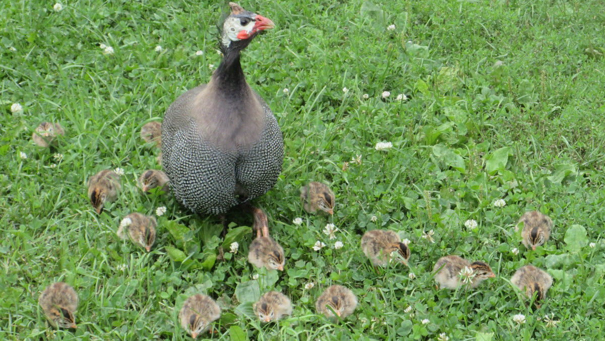 The pros and cons of keeping Guinea fowl. Cluckin