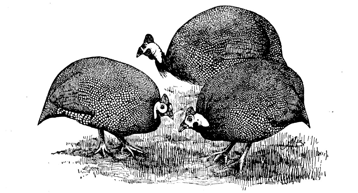 A printed plate of guinea fowl in the wild