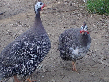 The history and origin of Guinea fowl. - Cluckin