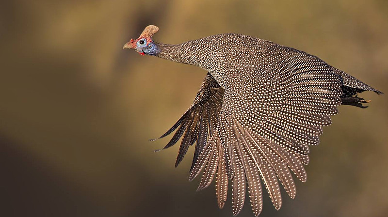 A domestic Guinea fowl in full flight