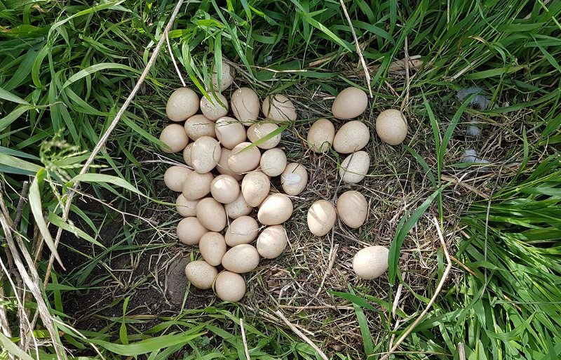 A nest of guinea fowl eggs.