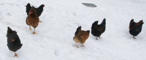 How To Insulate A Chicken Coop In The Uk Cluckin