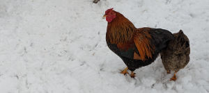 How To Insulate A Chicken Coop In The Uk Cluckin