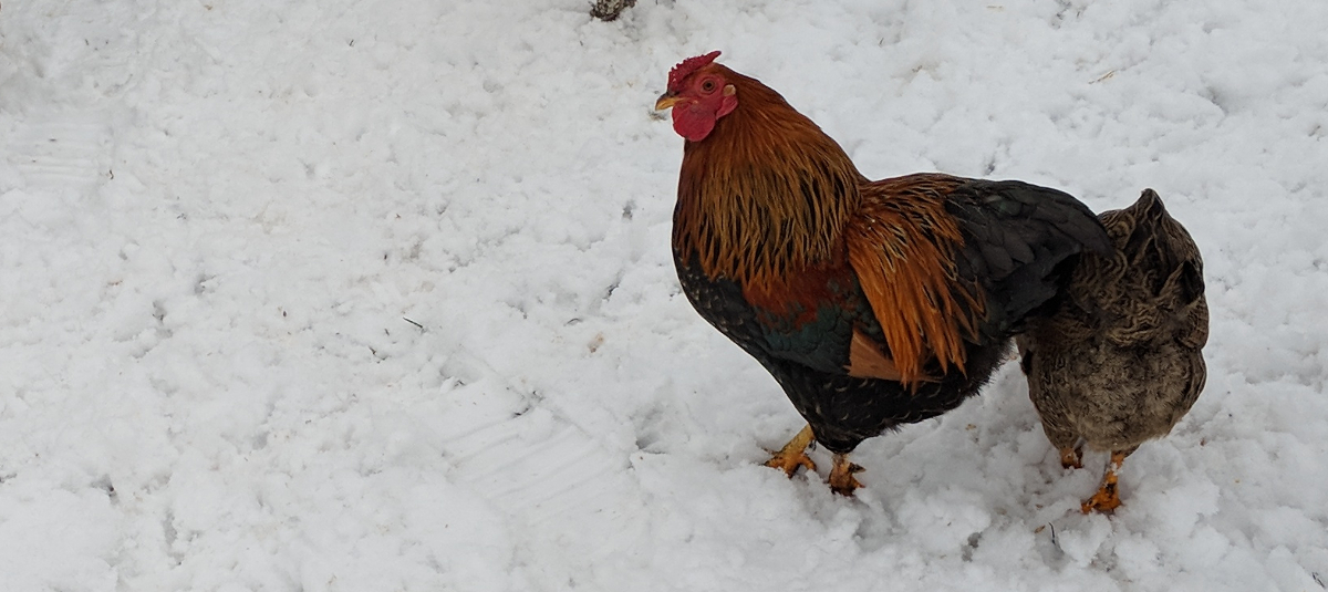 Some of my chickens in winter.