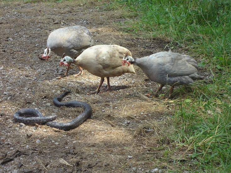 A flock of guinea fowl surround a snake.