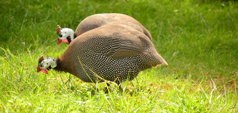 Guineas will eat anything that fits in their mouths.