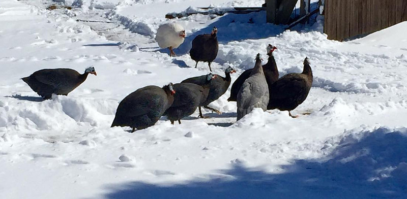 A flock of Guinea fowl out in the snow and ice.