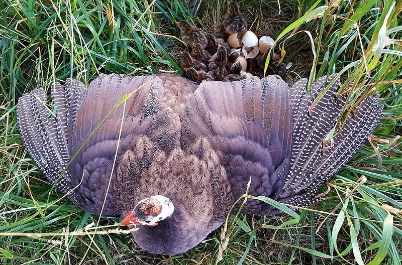 Guineas are much more agressive that other types of poultry under the right circumstances.