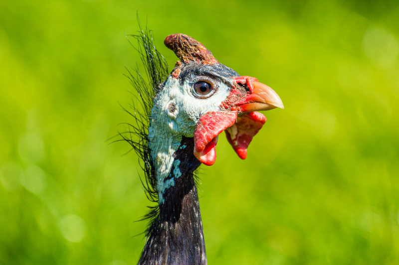 Vancouver woman allowed to keep guinea fowls for 'pure joy of