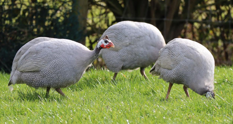 There are 20 or so guinea colours with more being bred all the time