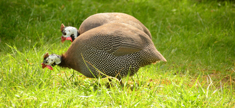 Guinea fowl love to be free range but not everyone can.