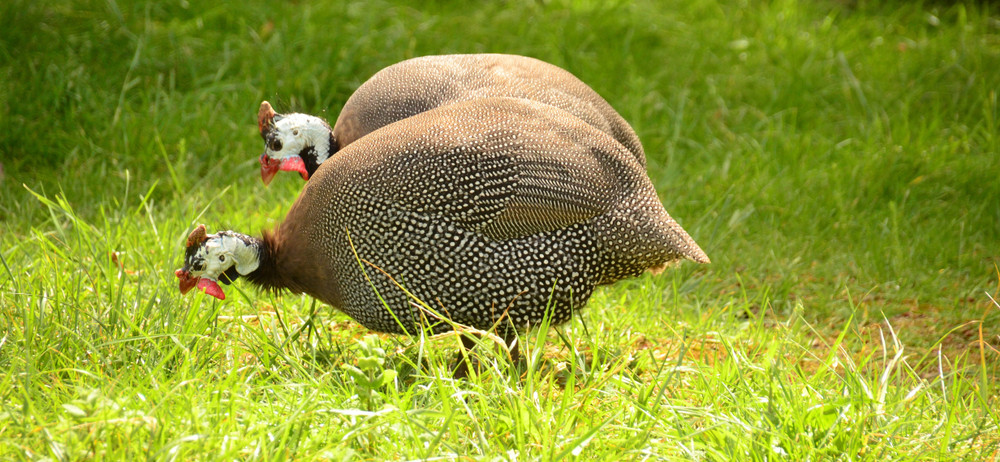 How to Raise Guinea Fowl