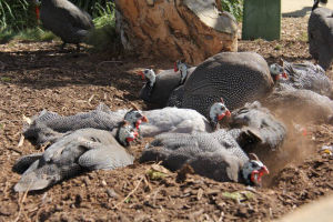 A flock of guinea fowl having a communal dust bath