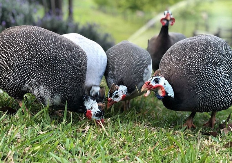 A flock of Guineas eating in a garden