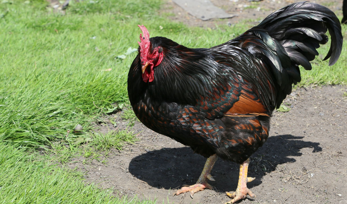 Chicken Feathers Cluckin