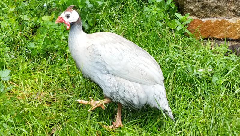 Catching guineas requires patience and determination.