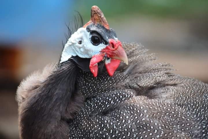 Guinea fowl suffer less disease than other types of poultry but they do get sick.