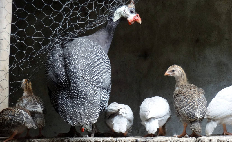 A family of multi coloured guinea fowls