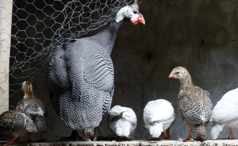 Breeding Guinea Fowl Cluckin