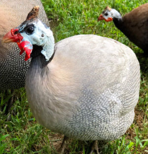 Breeding Guinea fowl. - Cluckin