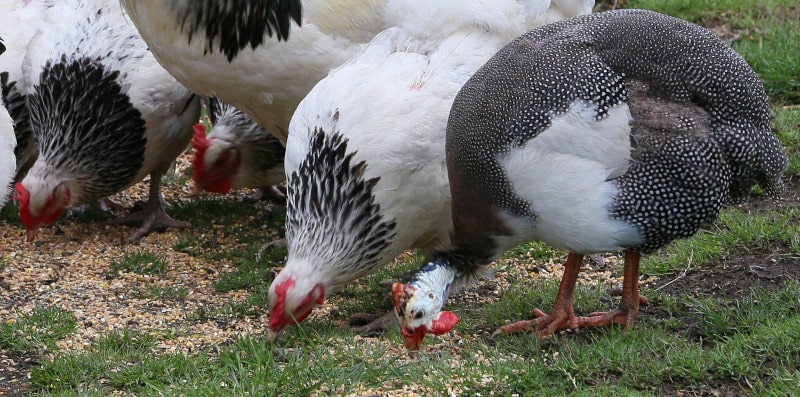 Guineas and chickens eating mixed scratch as a treat