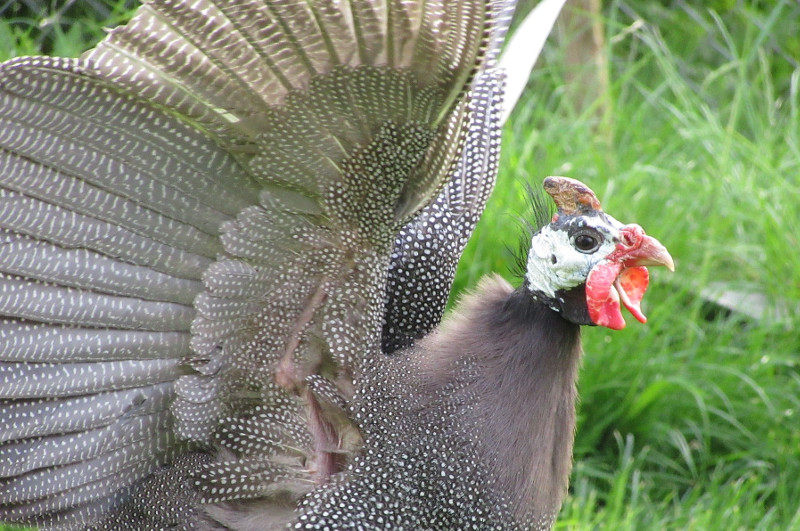 A Guinea fowl with all its wing feathers intact.