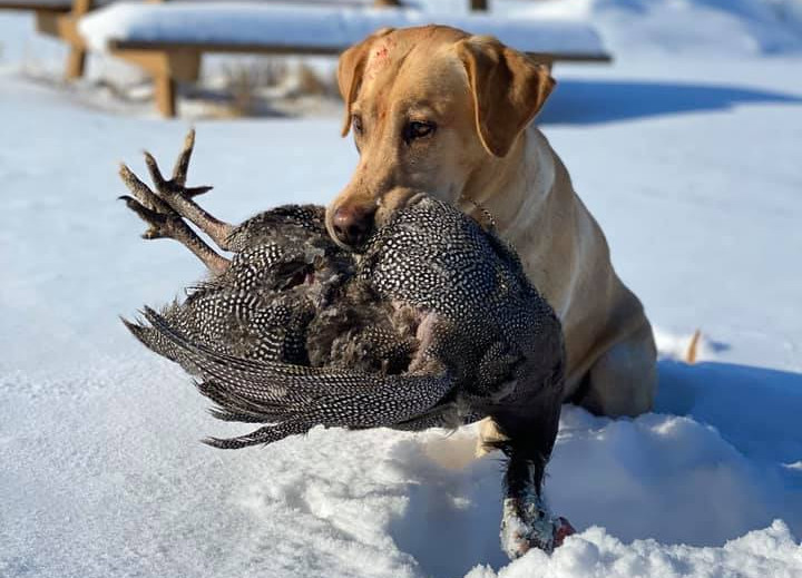 A dog with a dead Guinea fowl.