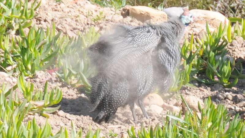 A guinea fowl taking a dust bath to help keep parasites away