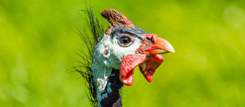 A prime example of a male Guinea fowl.