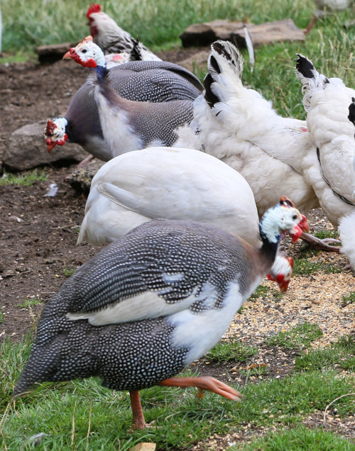 Guinea fowl, Ground-dwelling, Foraging, Pest Control