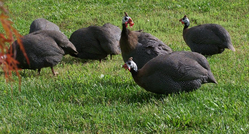 A flock of Guinea fowl feeding free range.