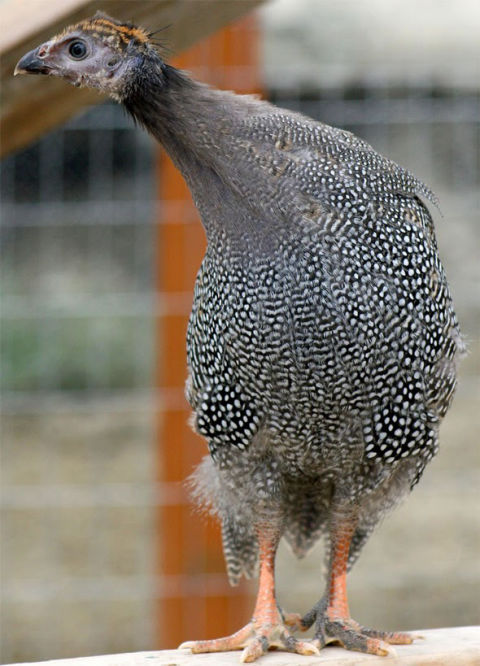 Sexing Guinea fowl. - Cluckin