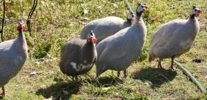 Telling the males from the females is difficult with Guineas.
