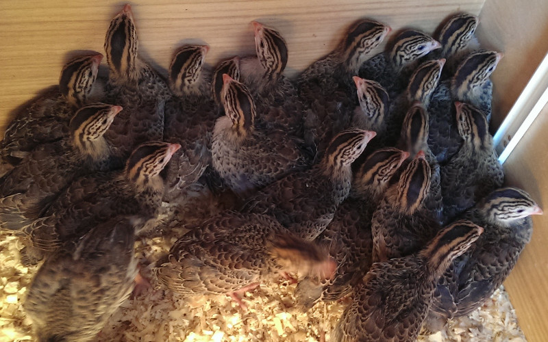 A brooder with 25 guinea fowl keets.