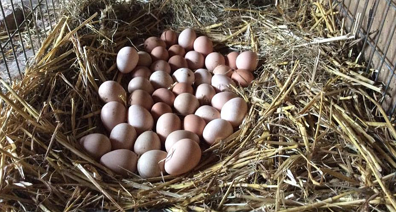 A large nest full of Guinea fowl eggs.