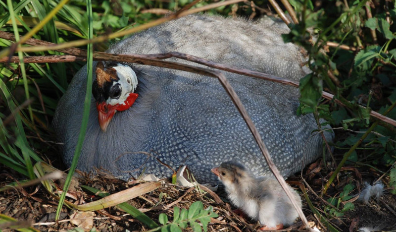 A guinea fowl on her nest with keets.