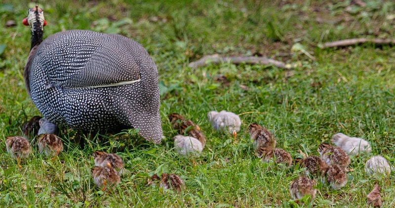 Hatching Guinea Fowl Eggs Naturally Cluckin