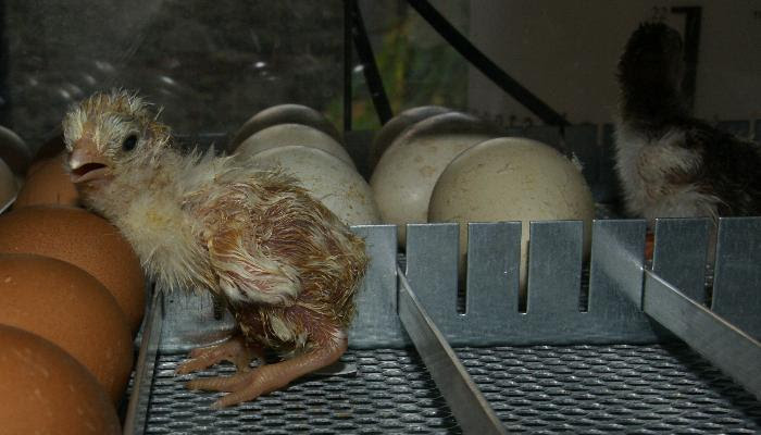 A guinea fowl keet just hatching inside the incubator.