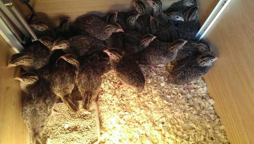 Artificial Incubation Of Guinea Fowl Eggs Cluckin