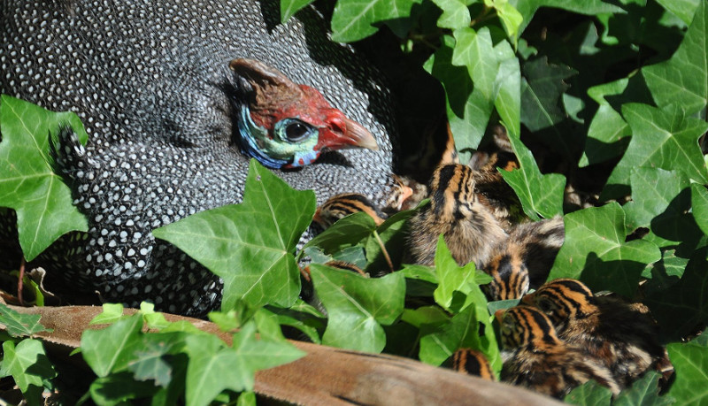 A Guinea hen with a large brood of baby keets.